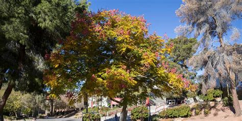 lv tree|best tree for las vegas.